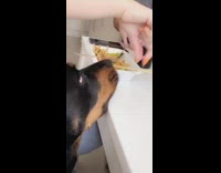 Girl feeds black brown dog air noodles 