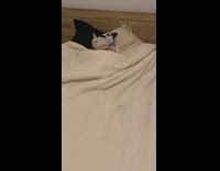 Dog tucked in bed with unicorn toy 