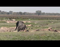 Elephant sits and scratches butt on rock