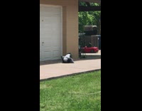 Monkey runs with pillow waits for guy to pick it up