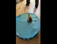 Collab Clips MPUGC - Dog got head stuck through playpen 