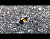 Black yellow tussock moth crawls on ground