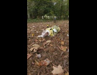 Dog backyard brown leaves bumble bee costume