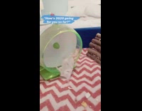 Grey white hamster thrown off green wheel 