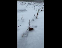 Submitter shows mushroom like ice 