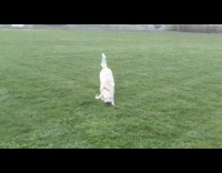 Dog white furry play bite Nike slippers