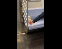 Cat rides subway smells handrails on seat