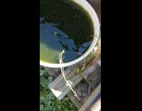 Frog hide in dirty green water bucket
