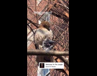 Hawk on tree branch with caught pigeon