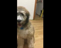 White brown dog poodle playing patty cake