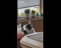 Dog Stares at Another Asleep Dog that Snores