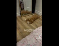 Collab DogIG - Woman gets puppy in her early 20s 