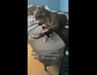 Large dog gets jealous of puppy get petting