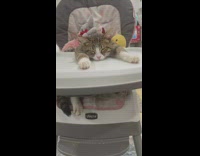 Asleep Cat in High Chair Twitches its Ear