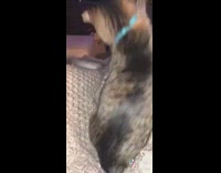 Two grey cats fighting tiktok kardashians