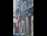 Grandpa climbs ladder towards green parrot pt. 4