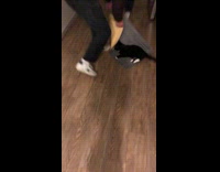 Collab PLC - Cat on rug spun by the people