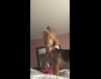 Dog tries to bark and howl makes no noise