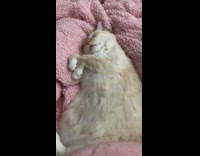Pet cat asleep while owner move and jiggle its body