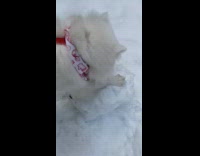 White dog destroys snowball girl is rolling