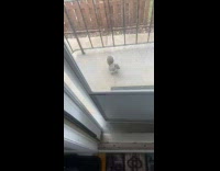 Big Fat Squirrel in Front of Door