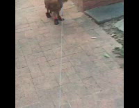 brown dog with snow boots walking funny