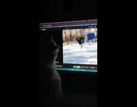Cat watch Daily Dose on computer monitor