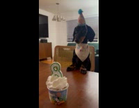 Collab Clips MPUGC - Dog celebrating birthday falls from table eating ice cream