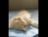 Brown kitten lays back blue blanket blinks 