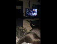 Cat doesnt like being flipped off 