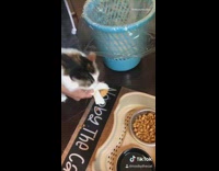 Guy makes cat throw dropped food away 