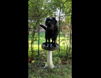 Big dog on water fountain