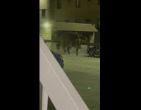 Raccoon laying on fence stares at girl 