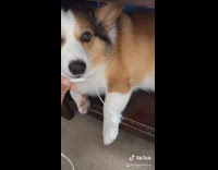 Corgi gives thoughts on politics