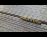 Yellow black white red caterpillar bug wood 