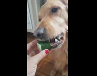 Golden Retriever dog feed and eats cucumber