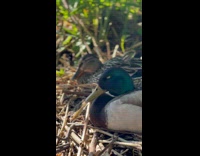 Ducks tries to keep their eyes open 