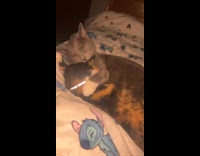 Collab PLC - Cat licks the head of another cat