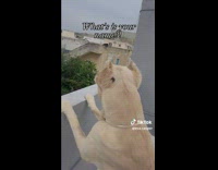 Neighbor Dogs on Rooftops Barks at One Another