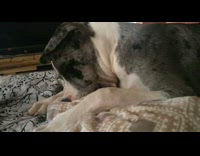 grey spotted dog lays next to sleeping dog on the floor 