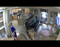 Collab VIBES - Boy accidentally steps on cat gets attacked then dog came to protect the boy 