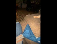 Collab Clips MPUGC - Dog gives hooman side-eye while eating popeyes chicken