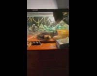 Black cat lay inside lizard glass tank