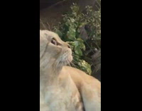 Cat Faces Man But Stares at Lady