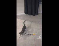 Lady Throws Crumpled Papers for Kitten to Play