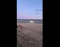 Brown dog trains on field punches owner