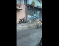 Collab DailyDoseOfInternet - Dog orange blue shirt ride on motorcycle