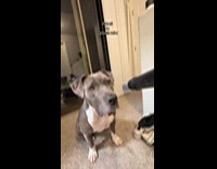 Woman freaks out dog talking through vacuum nozzle