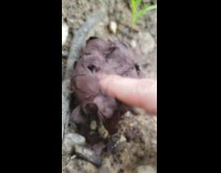 Girl pokes breaks brown fungus ball smoke