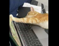 Orange cat touch screen of laptop bed